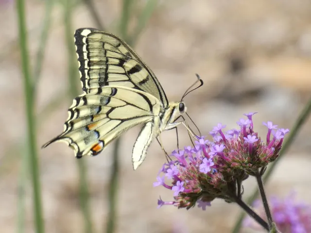 Papilio machaon - fecskefarkú lepke