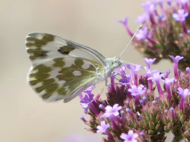 Pontia edusa - rezedalepke
