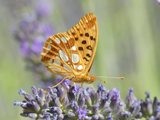 Issoria lathonia - közönséges gyöngyházlepke