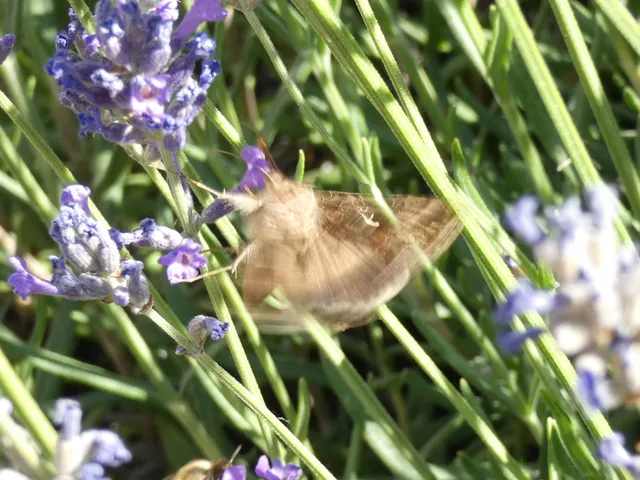 Autographa gamma - gammalepke