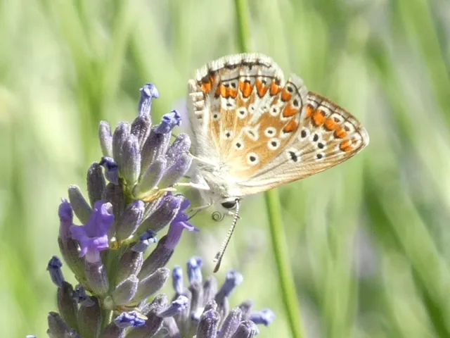 Aricia agestis - szerecsenboglárka