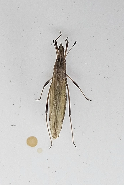 Berytinus