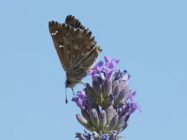 Carcharodus alceae - mályva-busalepke