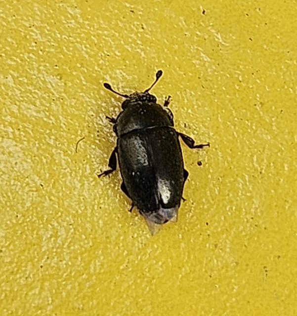 Meligethinae Meligethinae