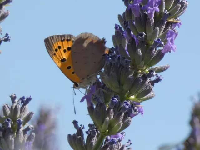 Lycaena phlaeas - közönséges tűzlepke