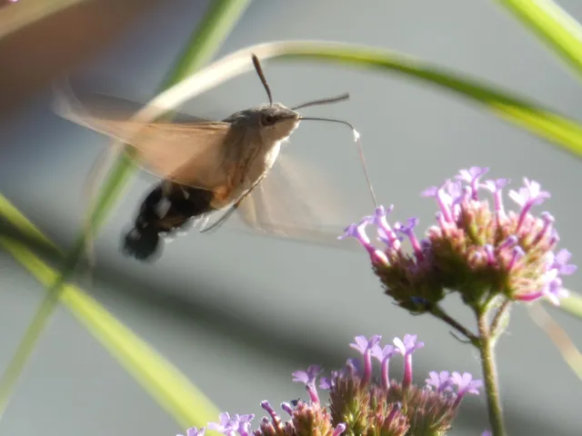 Macroglossum stellatarum - kacsafarkú szender