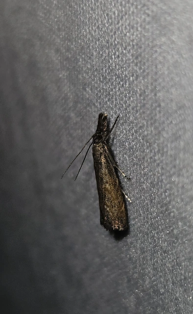 Platytes cerussella - törpe fűgyökérmoly