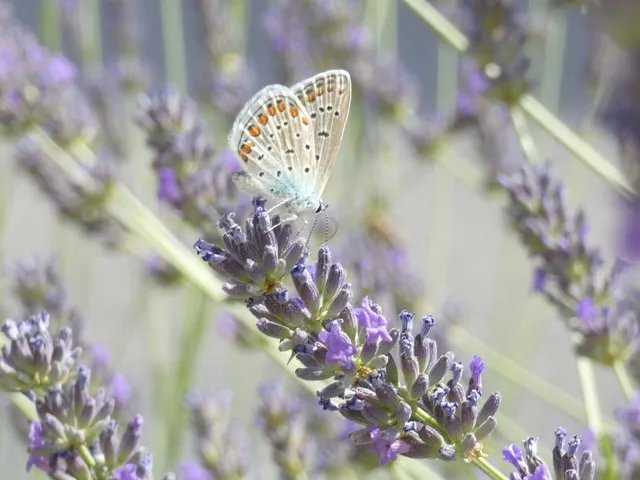 Polyommatus icarus - közönséges boglárka
