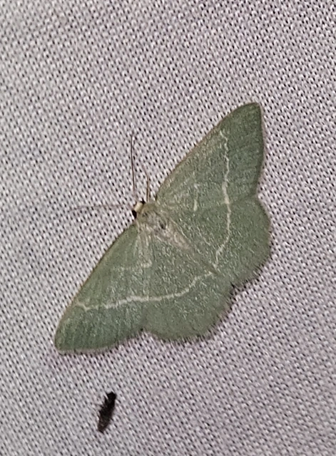 sárgászöld araszoló - Chlorissa cloraria