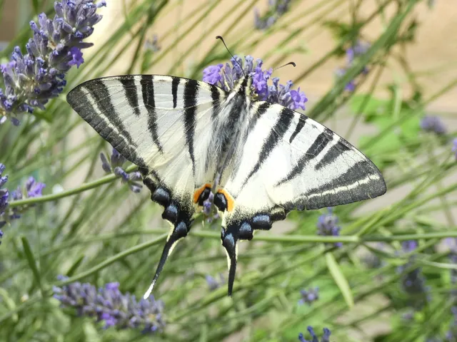 Iphiclides podalirius - kardoslepke