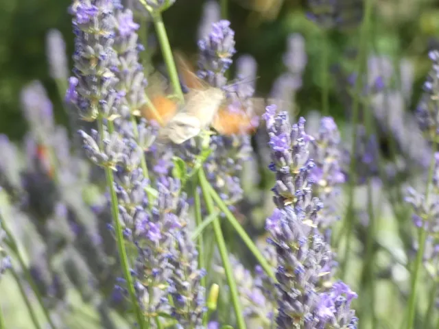 Macroglossum stellatarum - kacsafarkú szender
