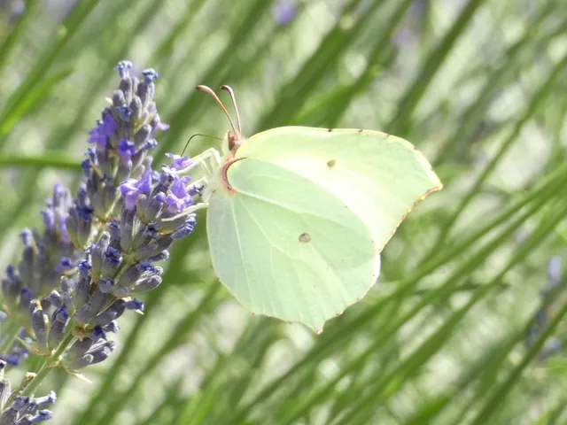 Gonepteryx rhamni - citromlepke