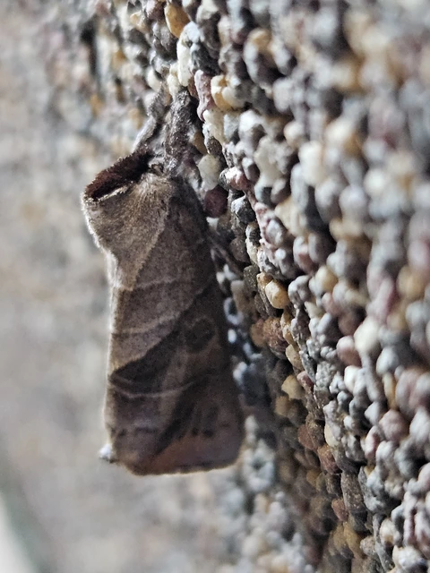 Clostera anastomosis - barna levélszövő