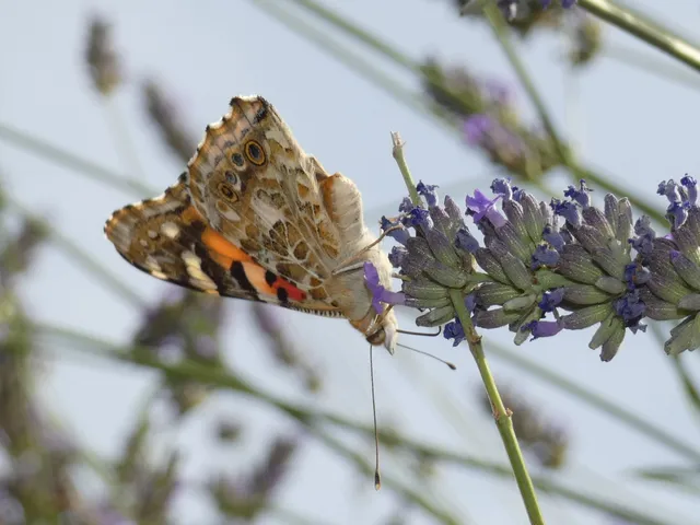 Vanessa cardui - bogáncslepke