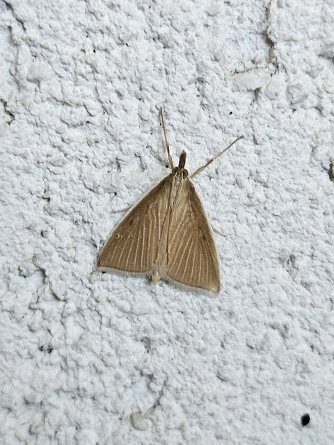 Sclerocona acutellus - hegyesszárnyú tűzmoly