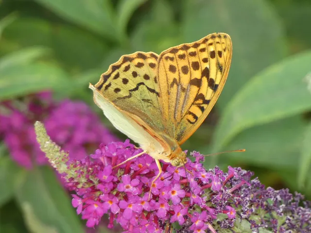 Argynnis pandora - zöldes gyöngyházlepke