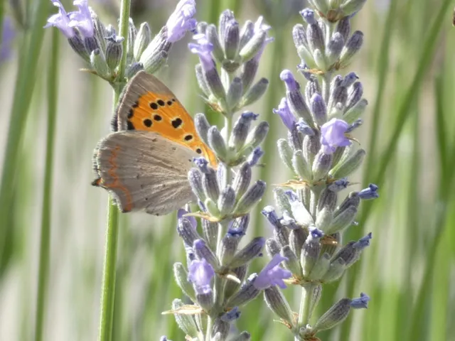 Lycaena phlaeas - közönséges tűzlepke