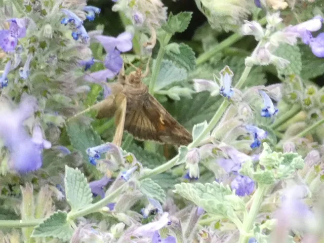 Autographa gamma - gammalepke
