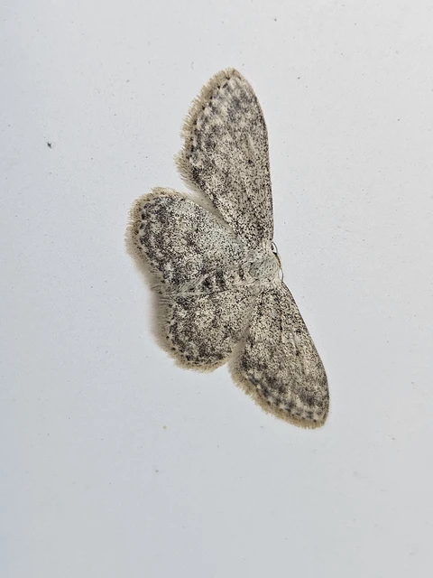 Idaea seriata - szürke apróaraszoló
