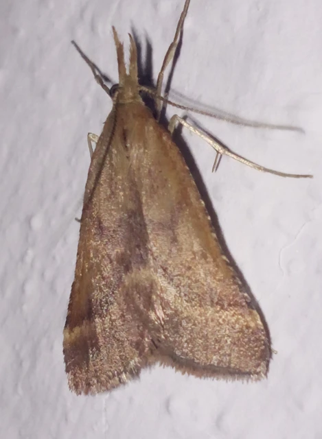 Synaphe punctalis - hosszúlábú fényilonca