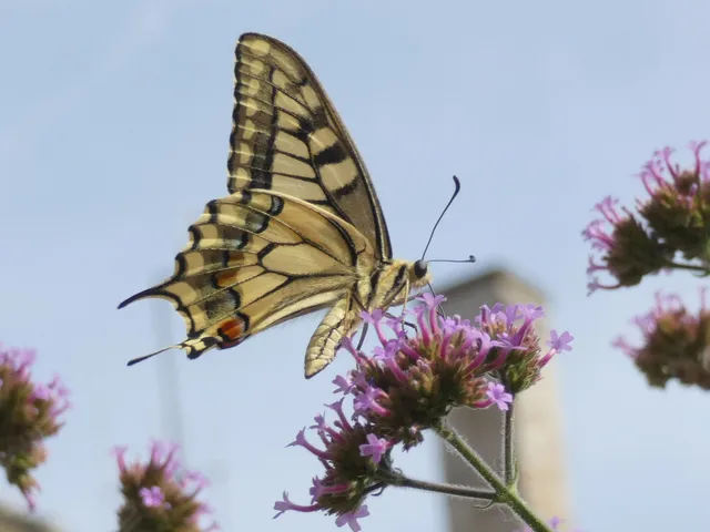 Papilio machaon - fecskefarkú lepke