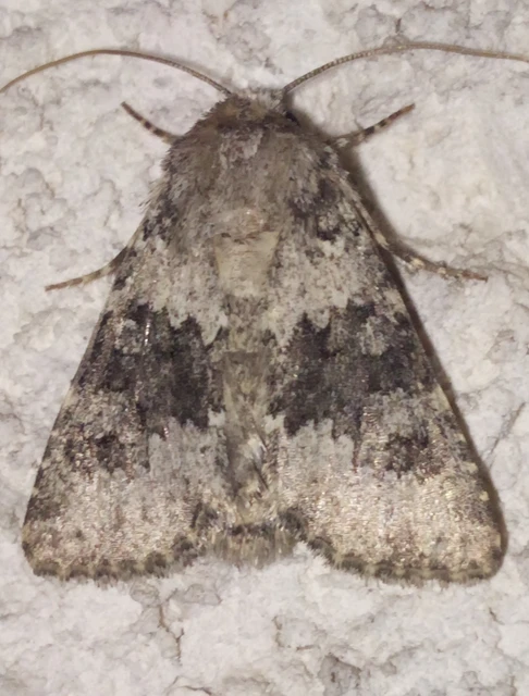 Hecatera dysodea - parajbagoly