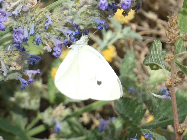 Pieris rapae - répalepke