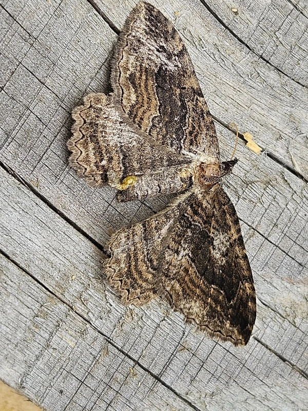 Philereme transversata - varjútövis-araszoló