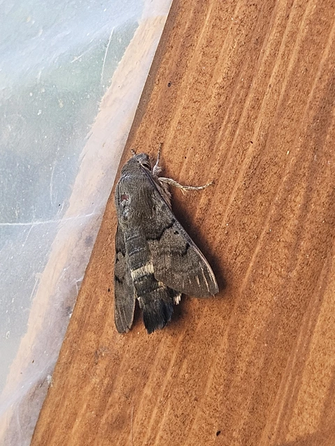 Macroglossum stellatarum - kacsafarkú szender