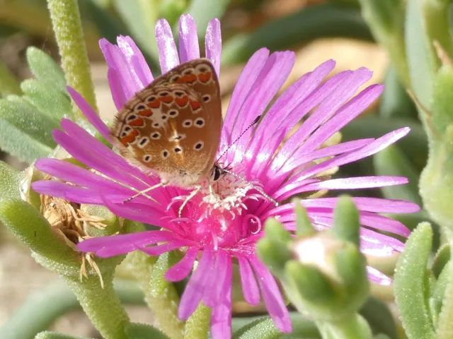Aricia agestis - szerecsenboglárka
