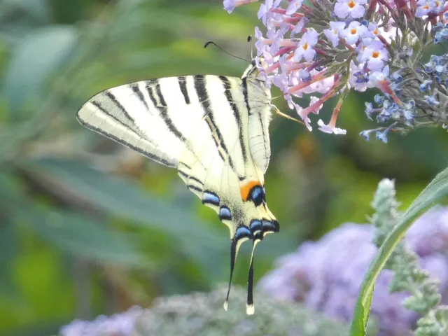 Iphiclides podalirius - kardoslepke