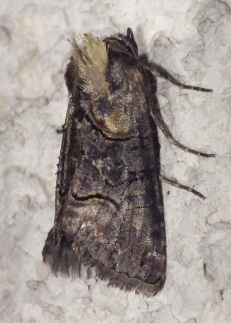 Abrostola