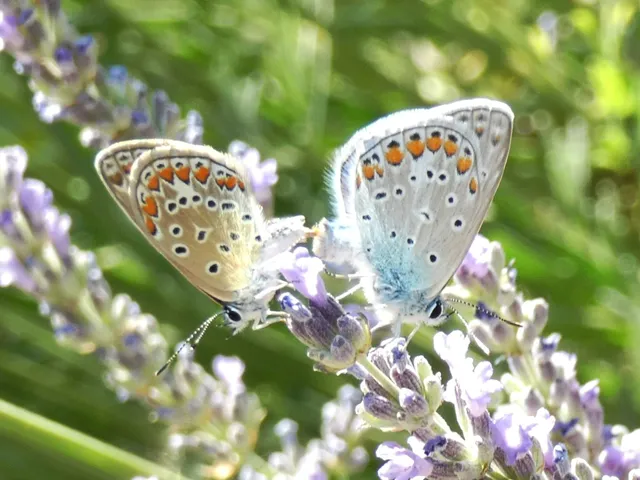 Polyommatus icarus - közönséges boglárka