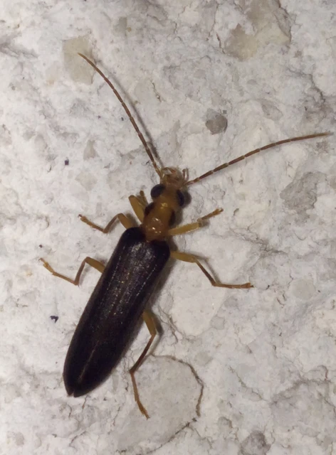 Nacerdes carniolica - karnóliai álcincér