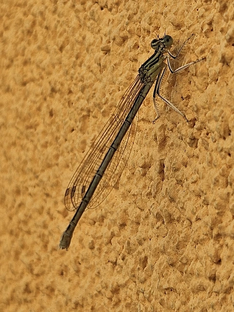 Platycnemis pennipes - széleslábú szitakötő