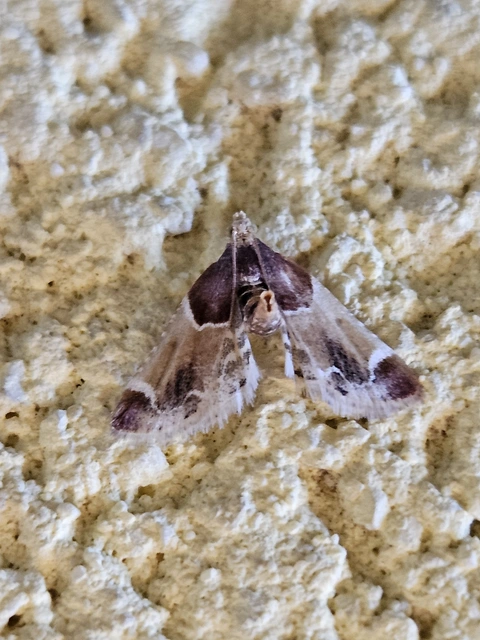 Pyralis farinalis - lisztilonca