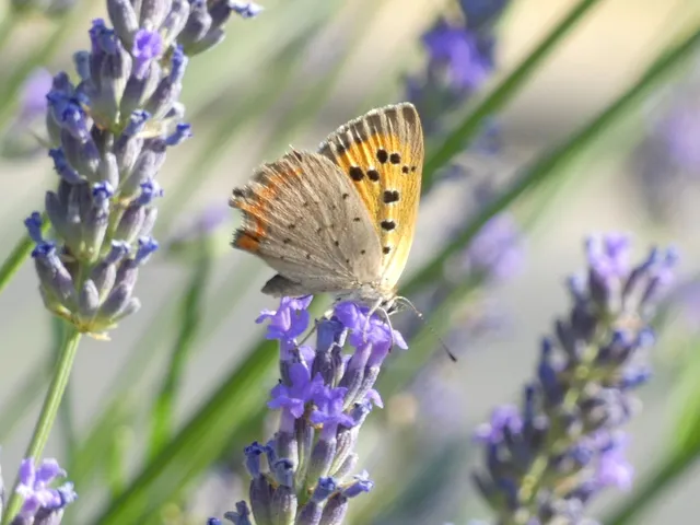Lycaena phlaeas - közönséges tűzlepke