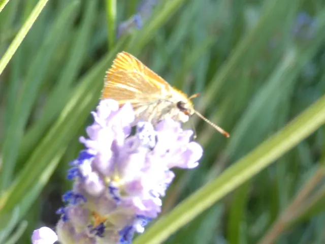 Thymelicus sylvestris - barna busalepke