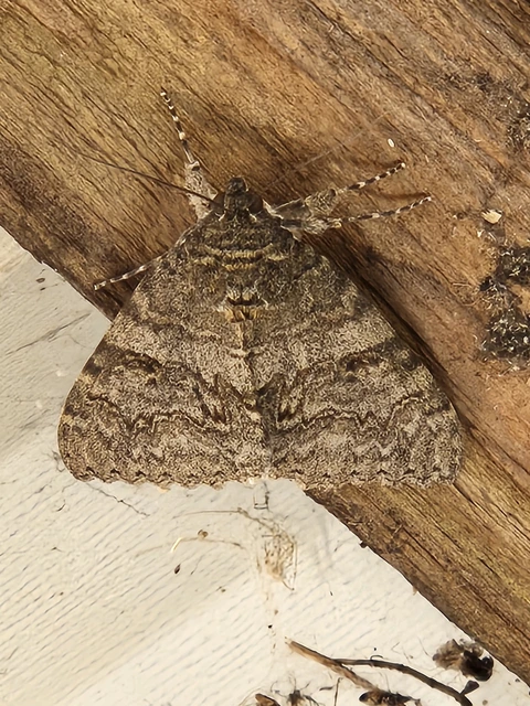 Catocala nupta - piros övesbagoly