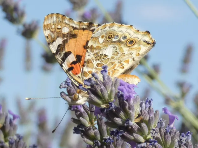 Vanessa cardui - bogáncslepke