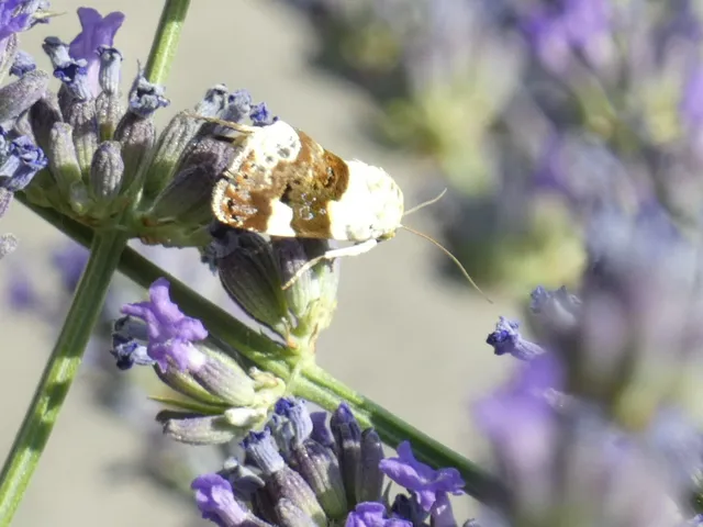 Acontia lucida - fehér nappalibagoly