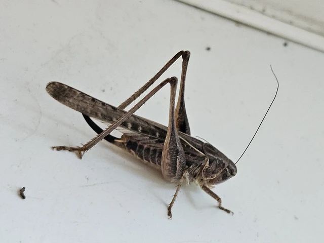 Platycleis