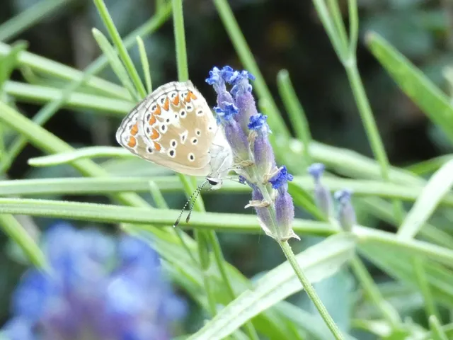 Aricia agestis - szerecsenboglárka