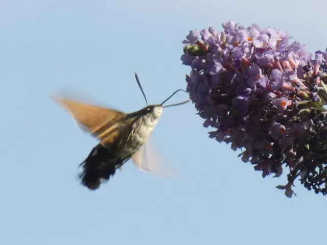 Macroglossum stellatarum - kacsafarkú szender