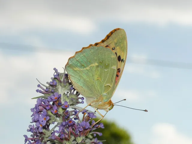 Argynnis pandora - zöldes gyöngyházlepke