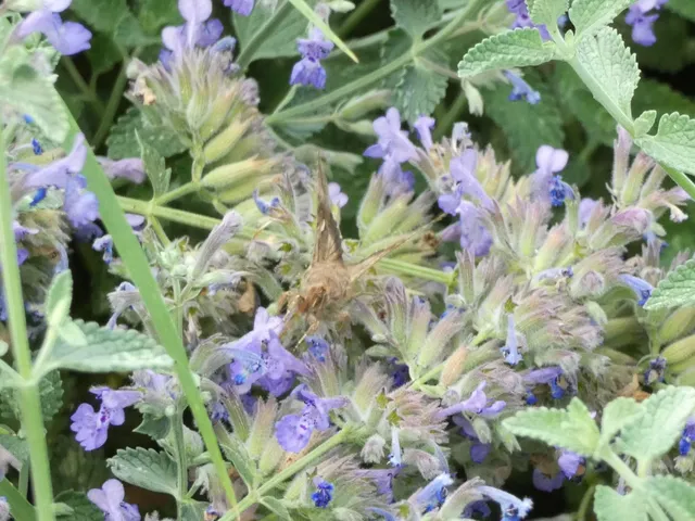 Autographa gamma - gammalepke