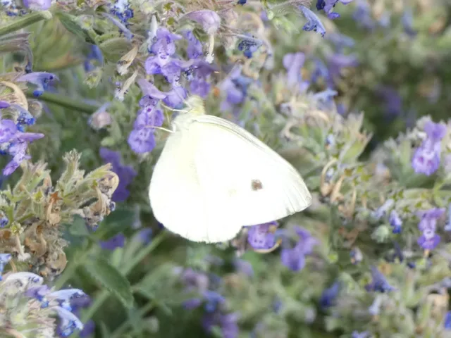 Pieris rapae - répalepke