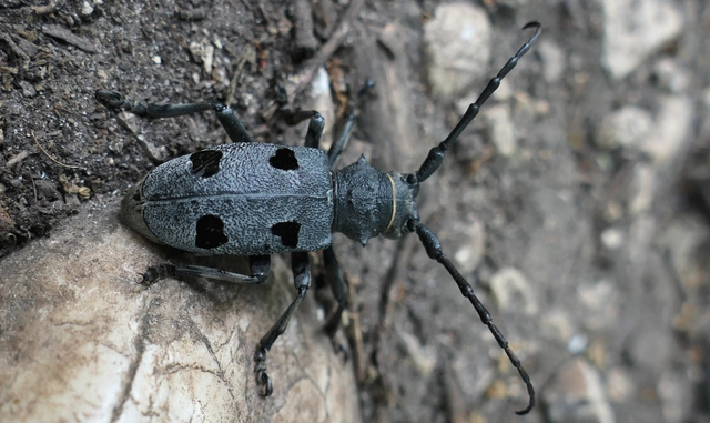 Morimus asper funereus - gyászcincér