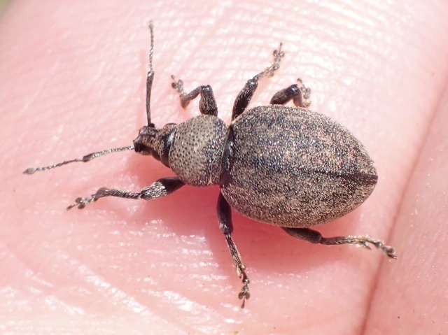Otiorhynchus ligustici - vincellér-gyalogormányos
