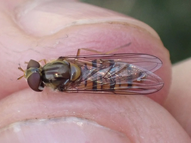 Episyrphus balteatus - ékfoltos zengőlégy